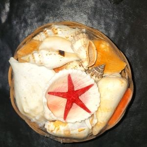 Basket full of seashells